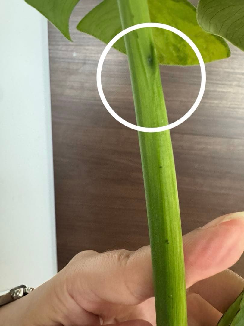 【超希少】モンステラ デリシオーサ イエローマリリン トップカット　黄斑入り