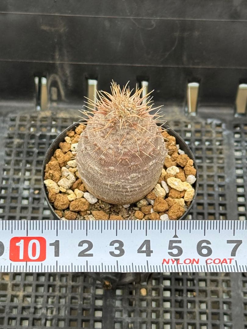 パキポディウム　グラキリス　実生