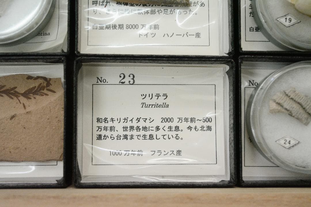 化石コレクション 25点