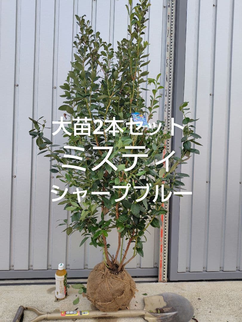 ブルーベリー苗ミスティ＆シャープブルー大苗2本セット