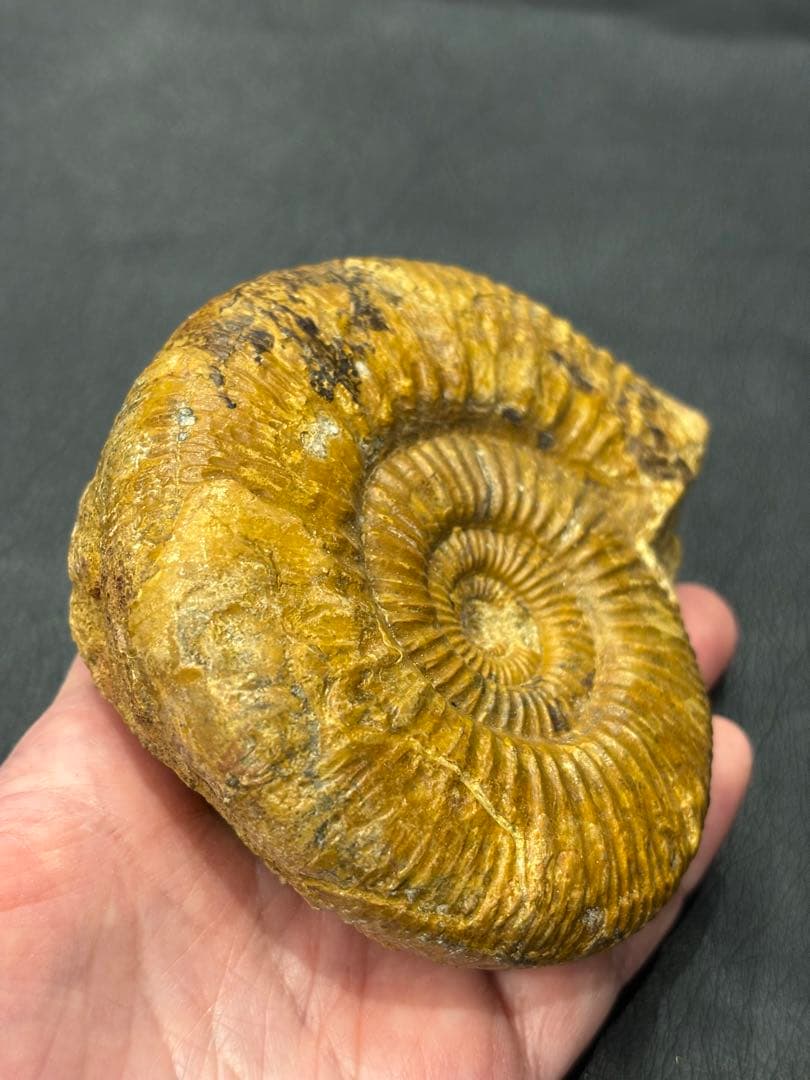 化石　アンモナイト　パーキンソニア