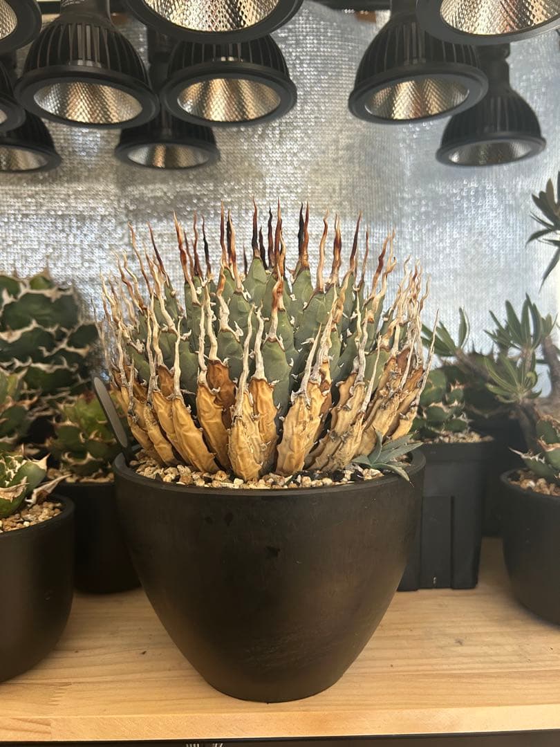 アガベユタエンシスエボリスピナ陽炎　子株付き