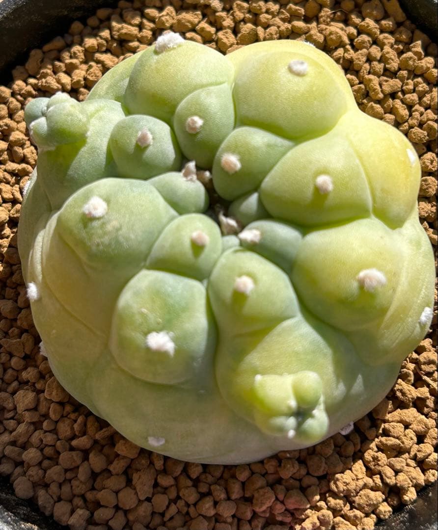 ニコチュー　ロフォフォラ　疣銀冠玉錦　超美株