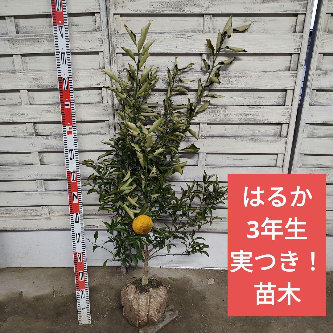 はるか 3年生 苗木 実つき！ 大苗