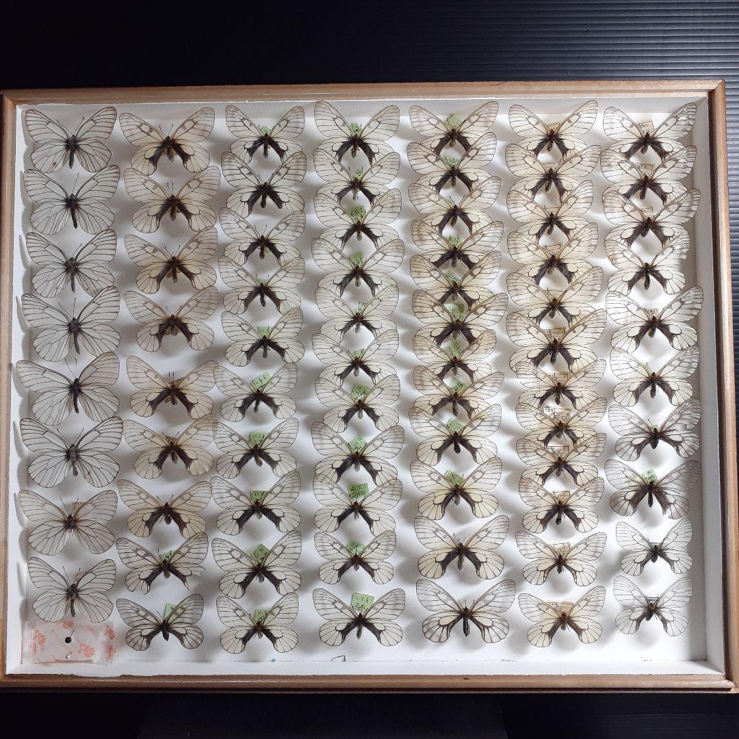 蝶標本　ウスバシロチョウ(ヒメウスバ)、エゾシロチョウ、大型ドイツ標本箱二箱入り