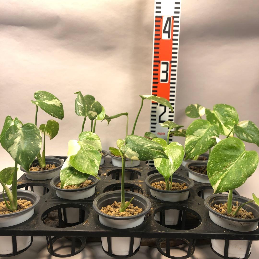 p*s様 10株セットms59【特別選抜】モンステラ・タイコンステレーション 斑