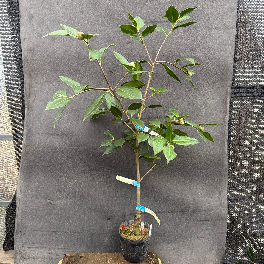 dokuman レイジェントリー3と此の糸2点セット