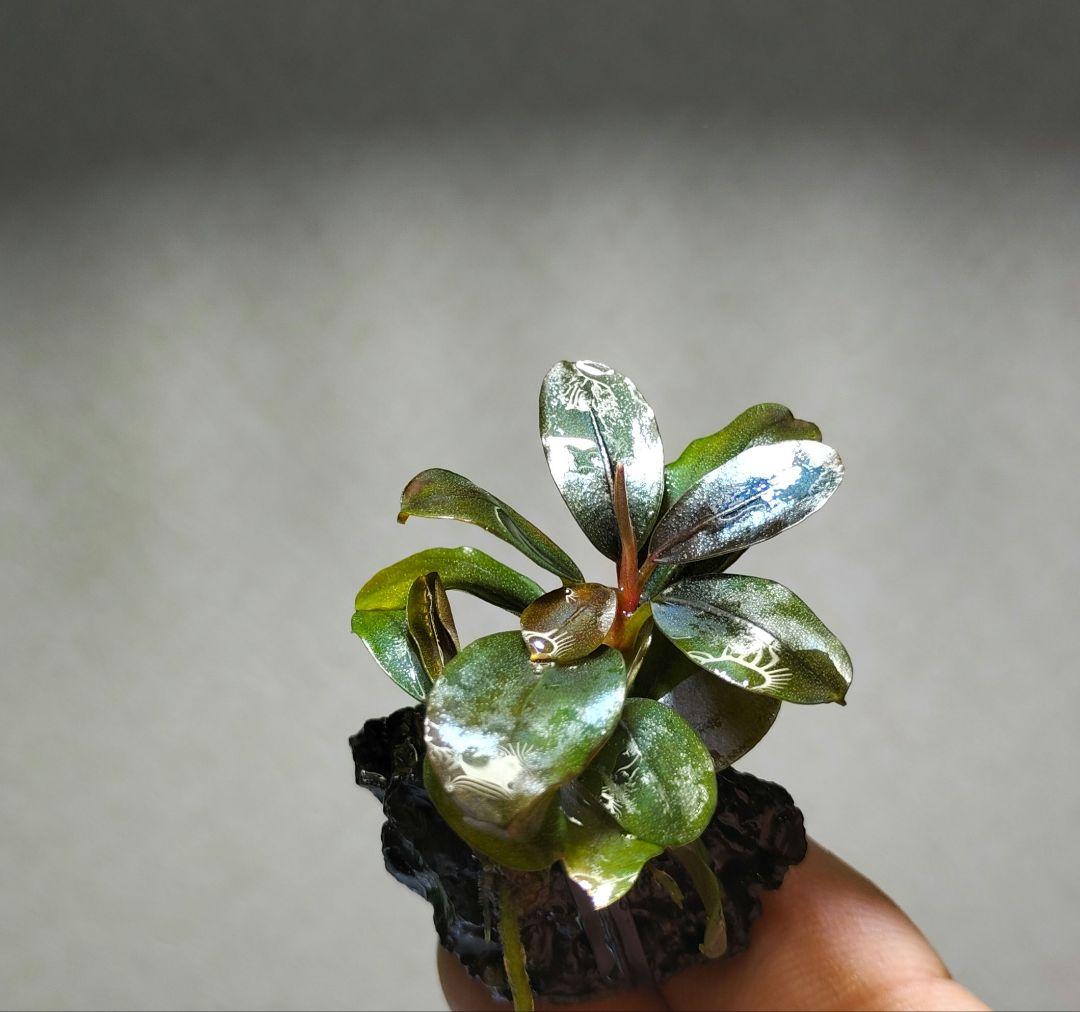 ブセファランドラ・Bucephalandra希少種群生美株セット１セット限定出品