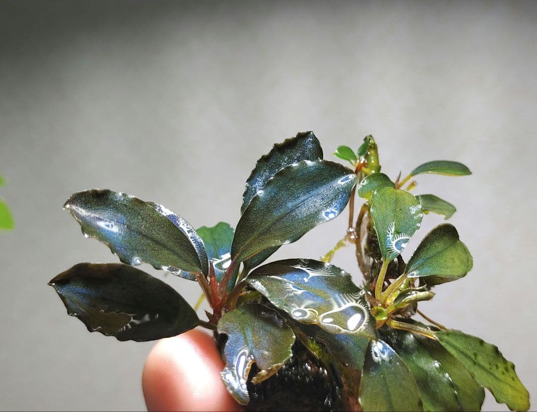 ブセファランドラ・Bucephalandra希少種群生美株セット１セット限定出品