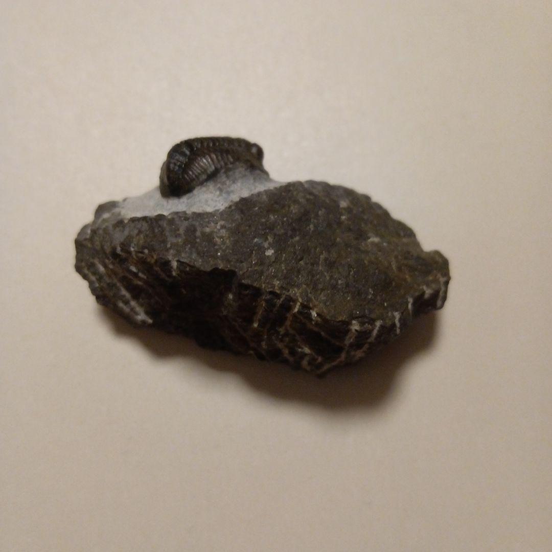 三葉虫モロッコ産⑦ゲラストスGerastos？化石デボン紀