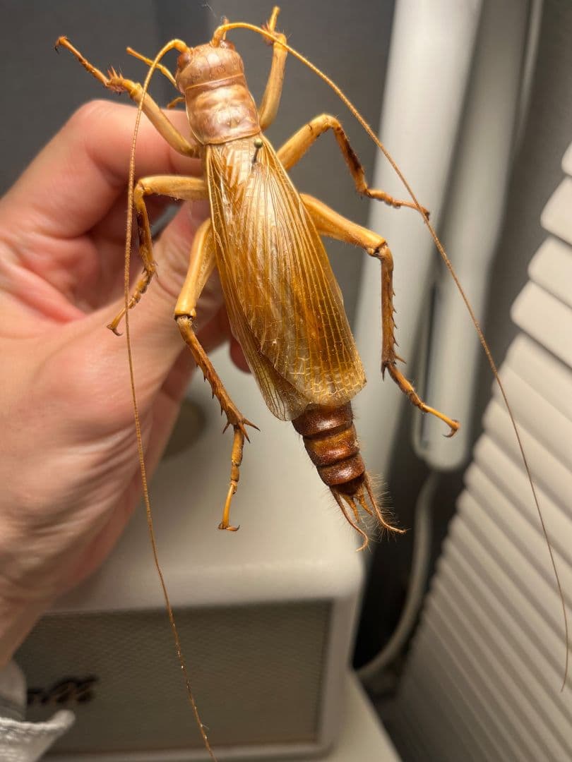 【大人気種】リオック Sia ferox コロギス 昆虫標本デュビアタランチュラ