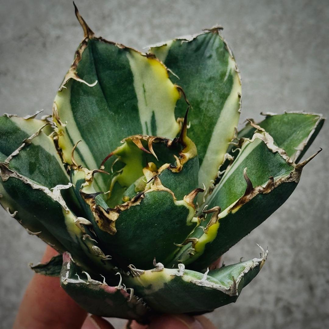 U*K様 多肉植物・アガベ・チタノタ・【特選】白鯨錦・希少株・斑入り・コレクショ