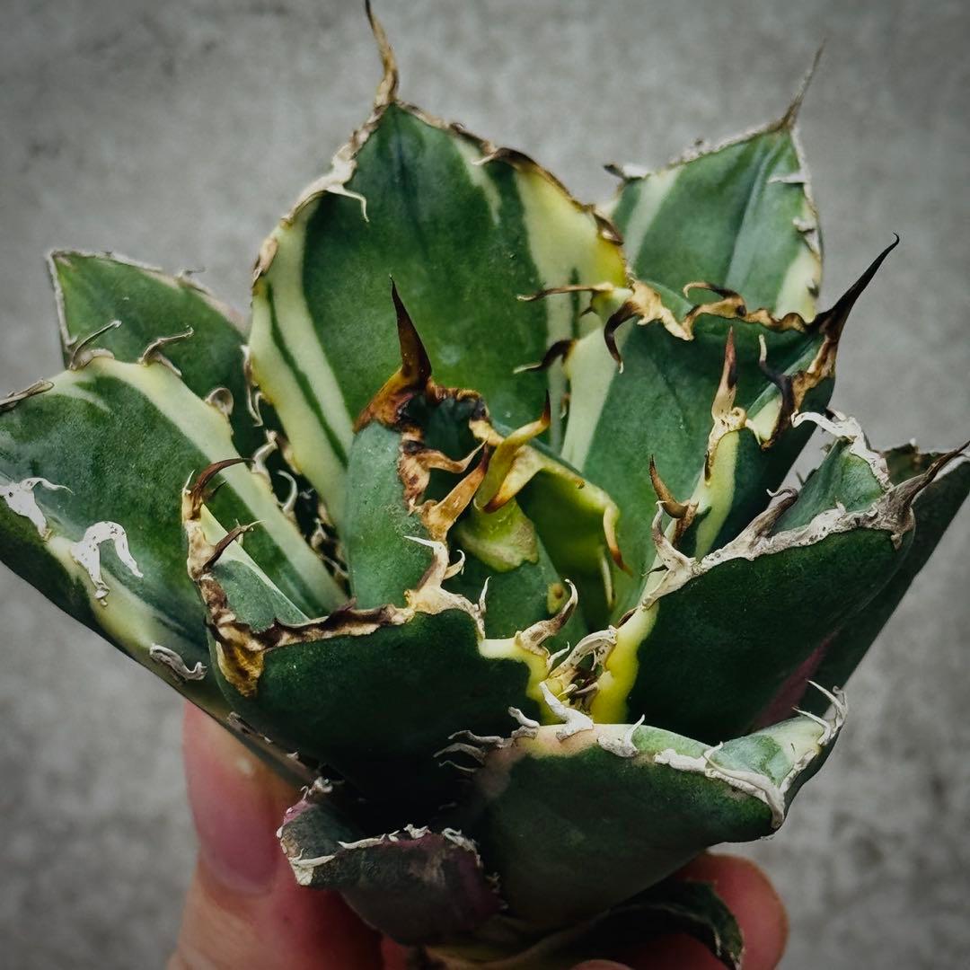 U*K様 多肉植物・アガベ・チタノタ・【特選】白鯨錦・希少株・斑入り・コレクショ