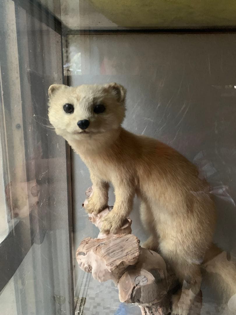 『テン』の剥製　はくせい　置き物