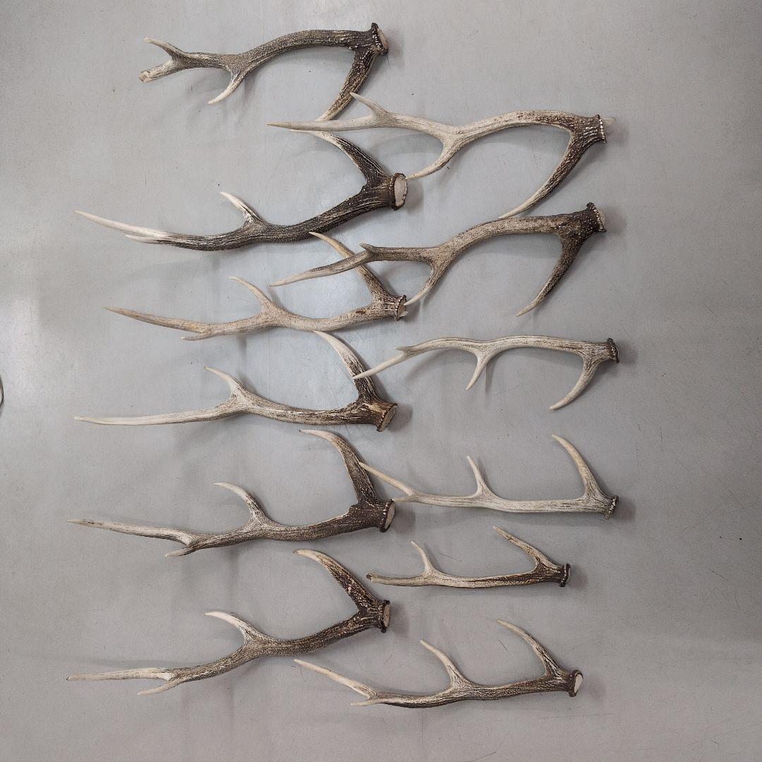 エゾシカ　角　今年の物　12本