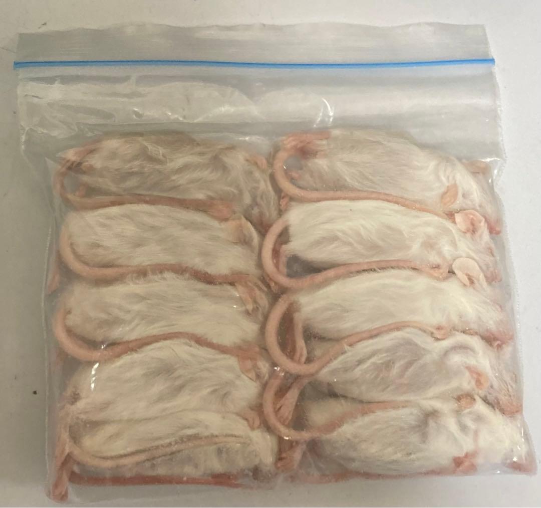 【即購入OK！】国産冷凍マウスアダルトLL40匹入@地域限定