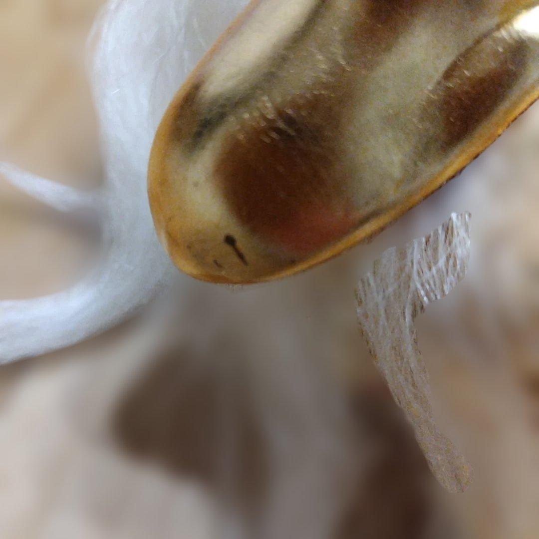 連獅子　白　親獅子　日本舞踊小道具