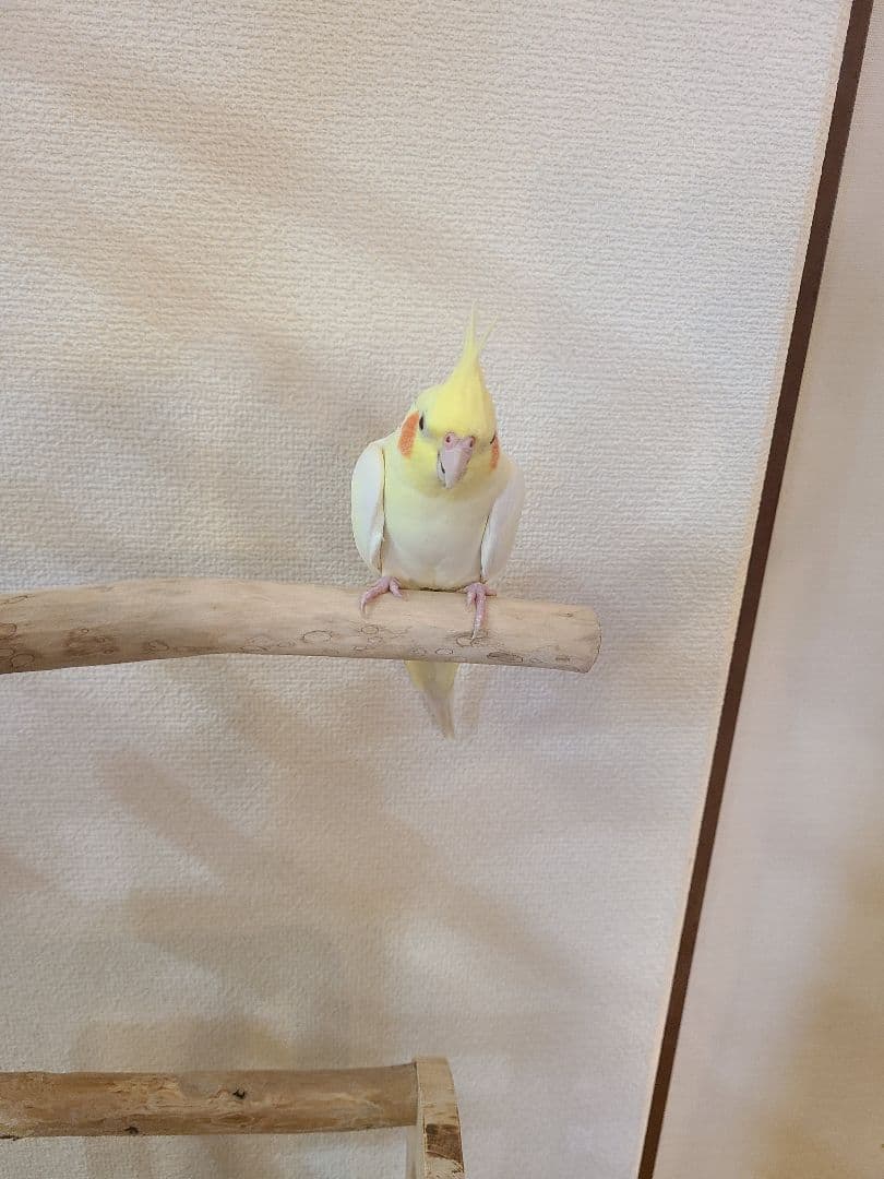 ② MEGオーダーバードアスレチック　流木　ハンドメイド