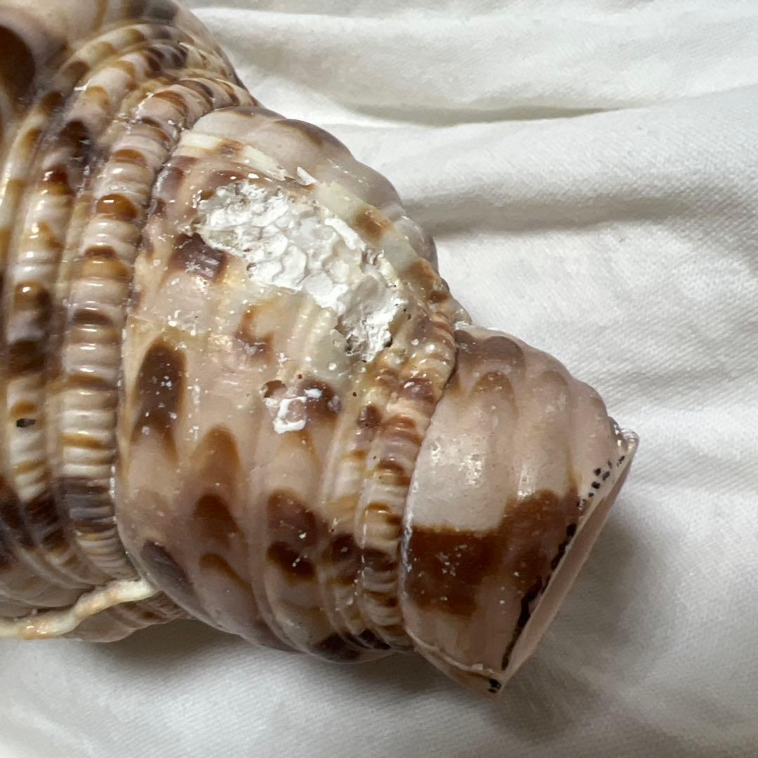 法螺貝　大きな巻貝 茶色とクリーム色のストライプ