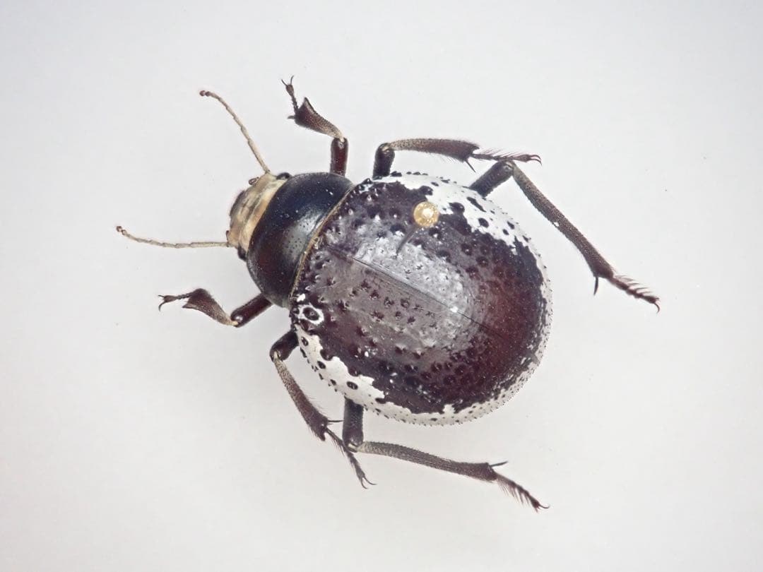 欧州のゴミダマ