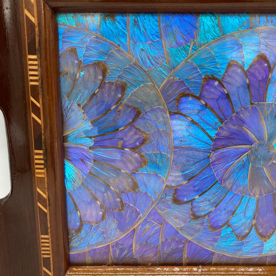 【レア】　モルフォ蝶　標本　美術　芸術　限定　　トレイ　キッチン　19