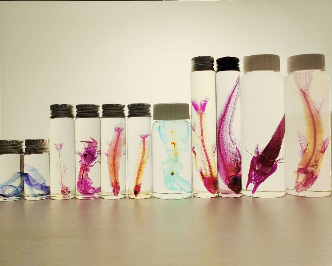 大特価☆数量限定☆透明骨格標本 11本セット レア 深海生物含む