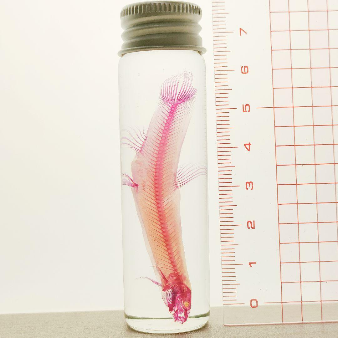 大特価☆数量限定☆透明骨格標本 11本セット レア 深海生物含む