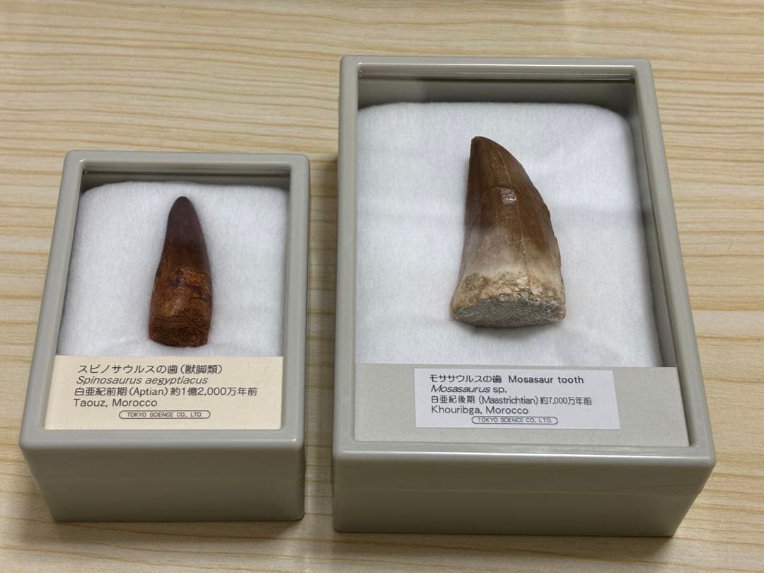 スピノサウルス・モササウルスの歯の化石（本物）