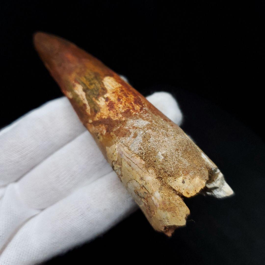 美品 スピノサウルス 本物 モロッコ産 94.41mm  sp435