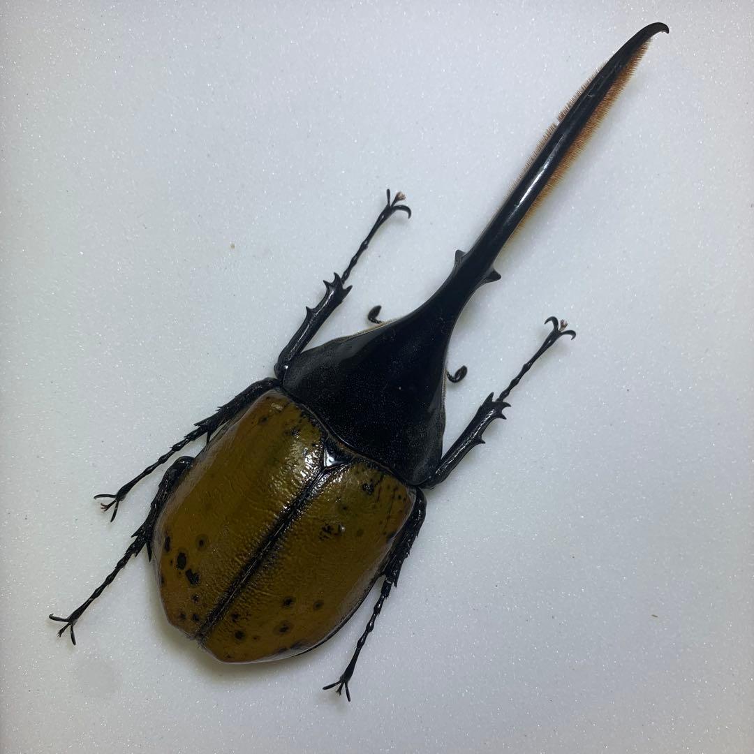 【標本】ヘラクレスリッキー　WD♂145mm エクアドル産/ヘラクレスオオカブト