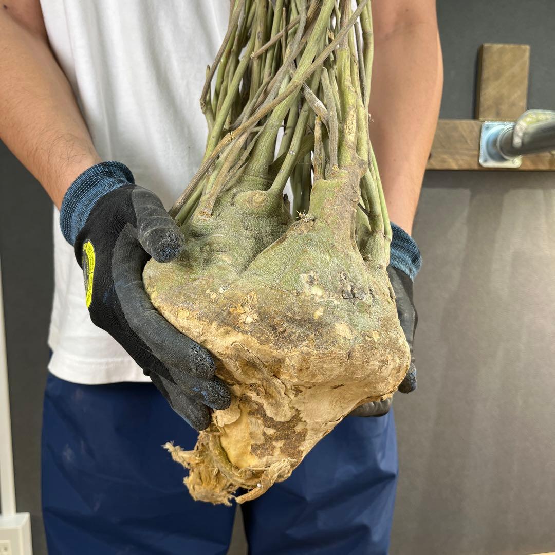 7*i様 23 激レア 超大株 アデニア ペチュエリー 現地球 鮮度抜群