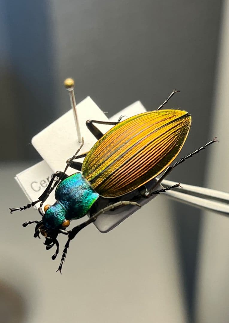 【極美個体】チリオサムシ標本 Ceroglossus chilensis