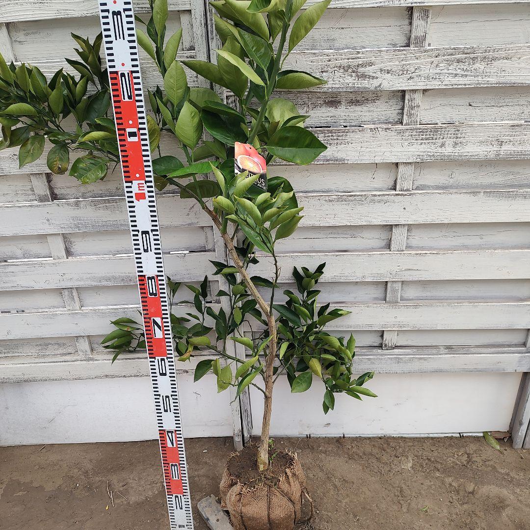 ブラッドオレンジ タロッコ 3年生 大苗 ラスト1本