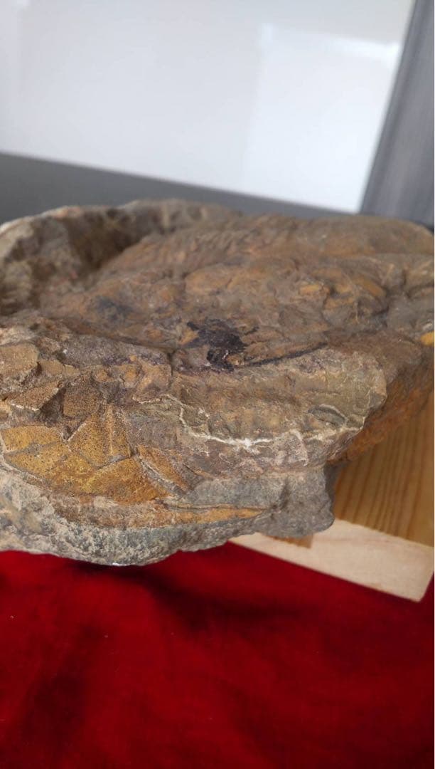 三葉虫化石　化石　古道具　アンティーク　ディスプレイ　オブジェ