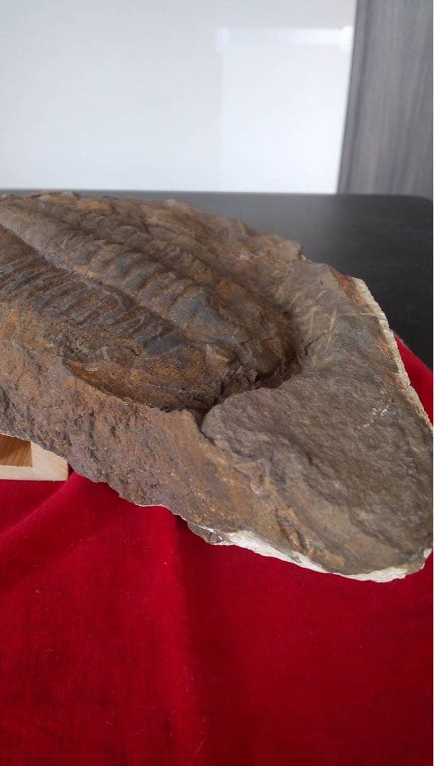 三葉虫化石　化石　古道具　アンティーク　ディスプレイ　オブジェ