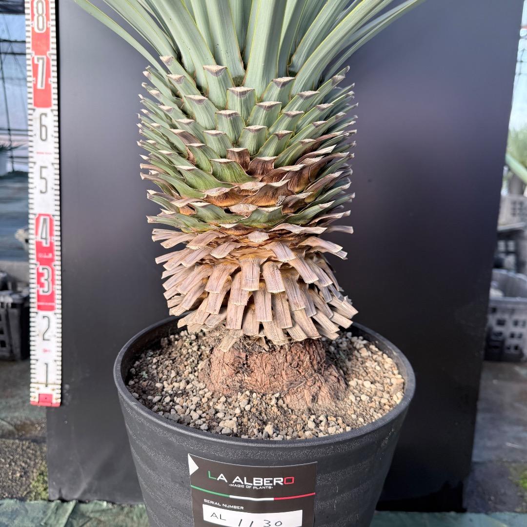 か*ず様 【AL1130】ユッカ　リギダ