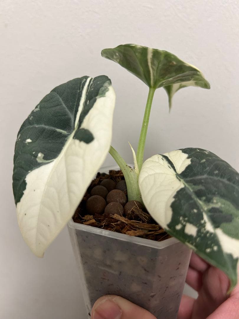 アロカシアマハラニアルボバリエガータ