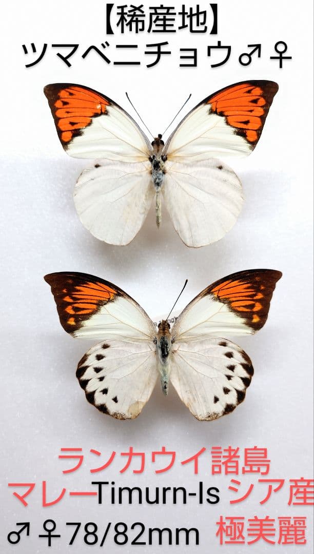 【稀産地】ツマベニチョウ♂♀標本★ランカウイ諸島産★極美麗ペア入手困難貴重