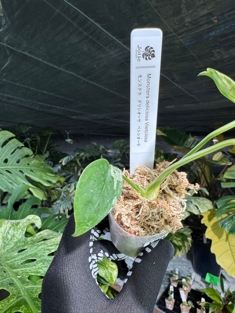 MB16モンステラ　デリシオーサ　ベトシオーサ　2寸ポリポット　ネコポス発送