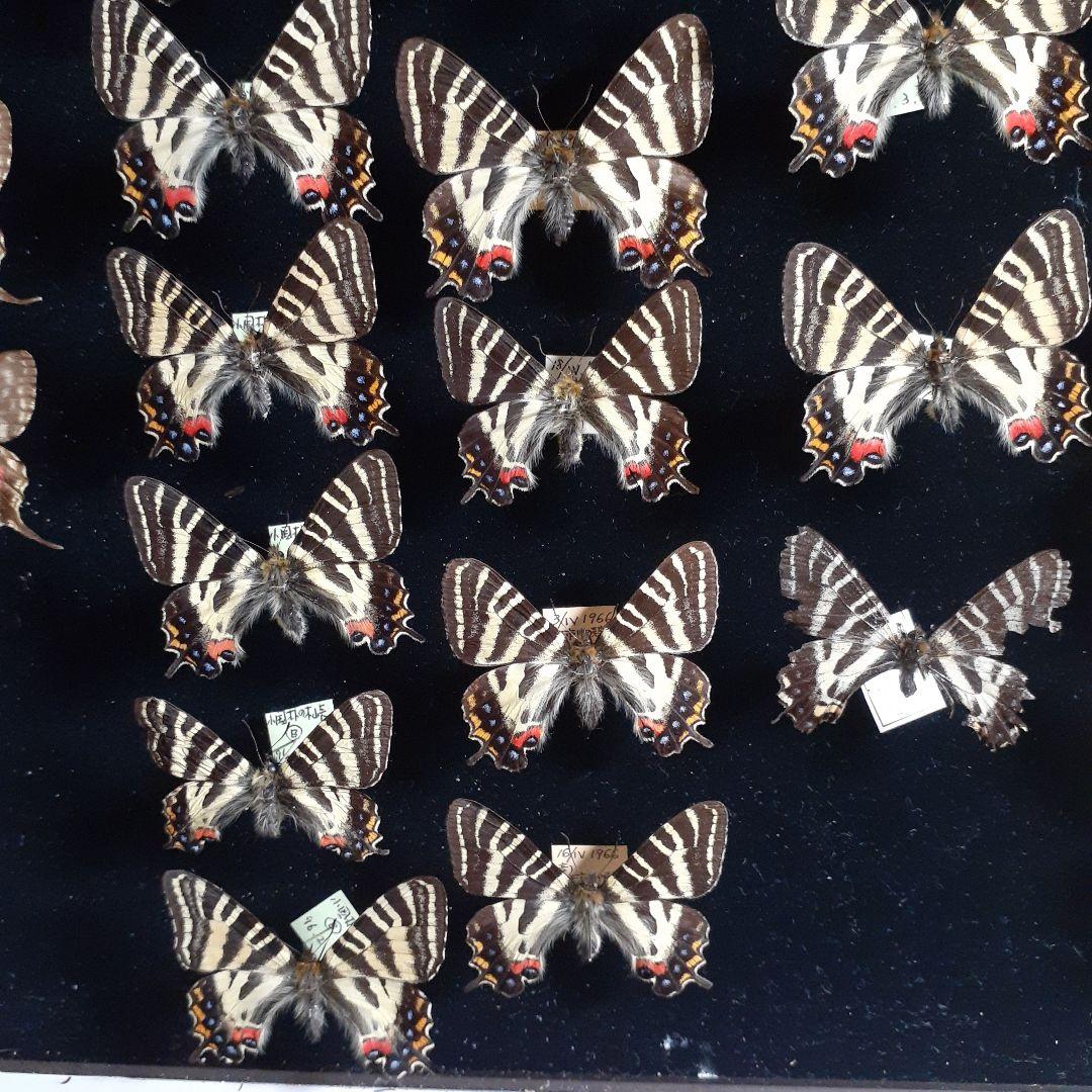 蝶標本　ギフチョウ、ヒメギフチョウ等４種100頭、大型ドイツ標本箱二箱入りセット