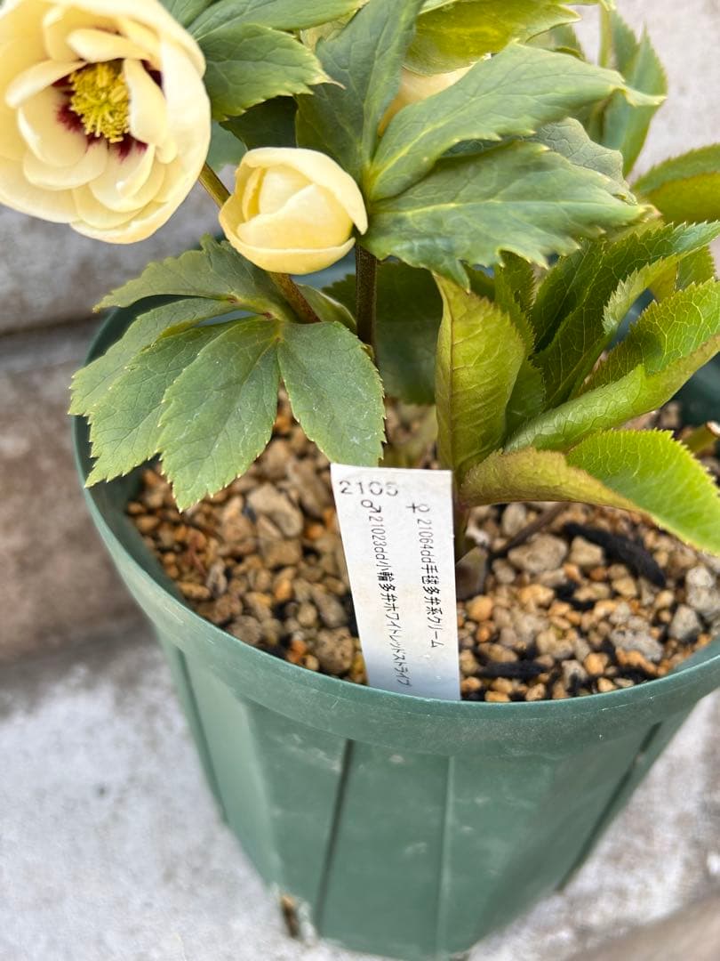 dd小輪ホワイト フラッシュ クリスマスローズ