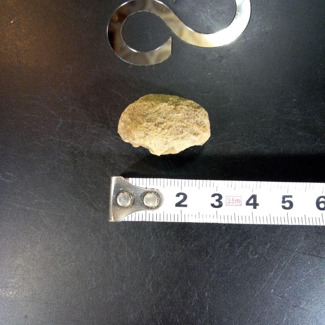 三葉虫　化石　fossil　ボリビア産　trilobite　海生動物個体⑥