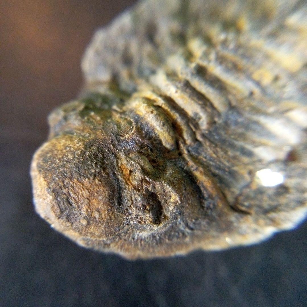 三葉虫　化石　fossil　ボリビア産　trilobite　海生動物個体⑥