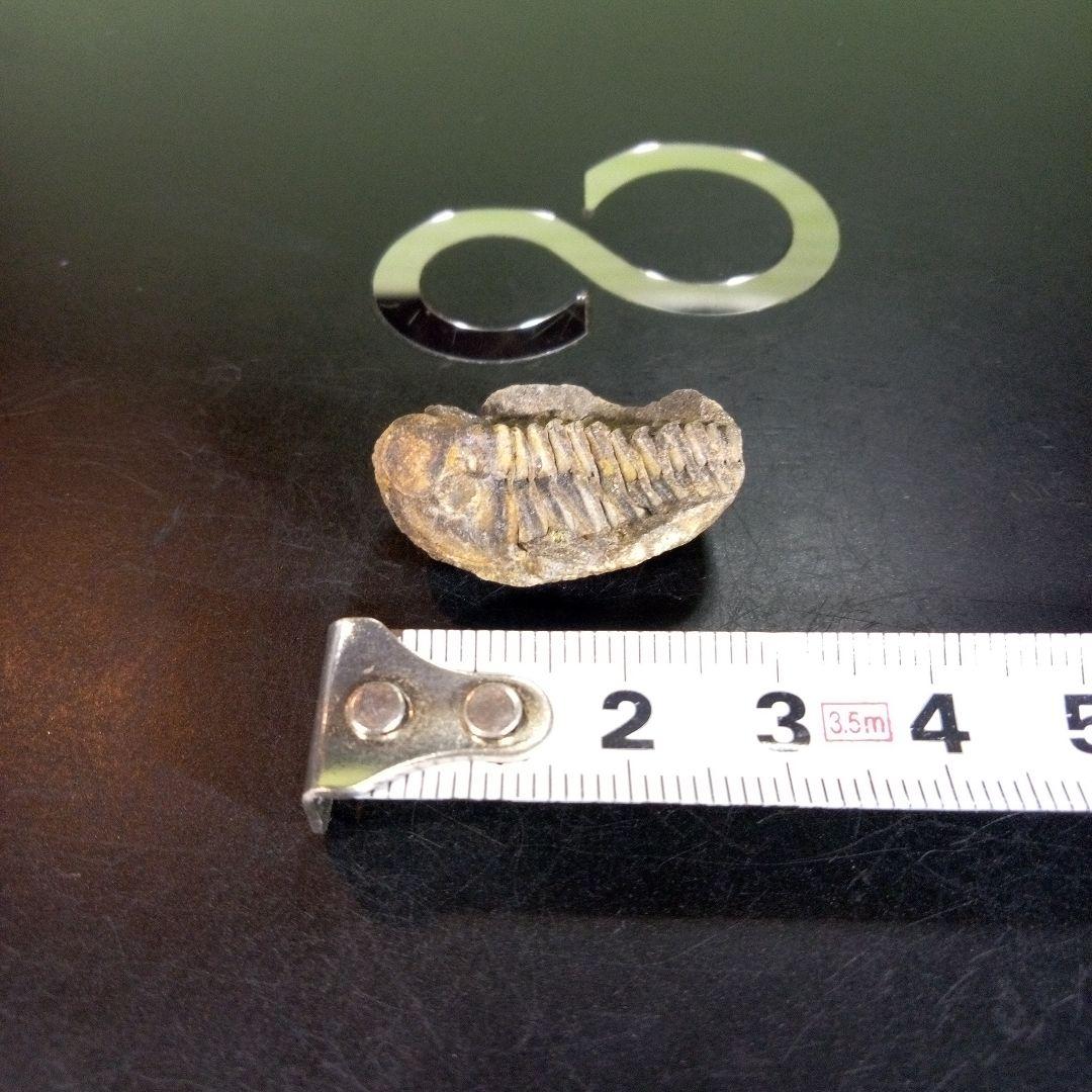三葉虫　化石　fossil　ボリビア産　trilobite　海生動物個体⑥