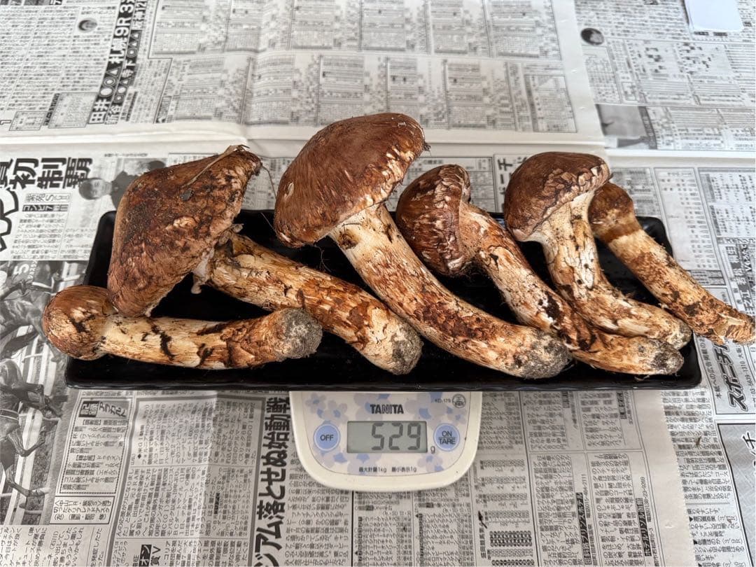 松茸　北海道　500g 訳あり　国産②