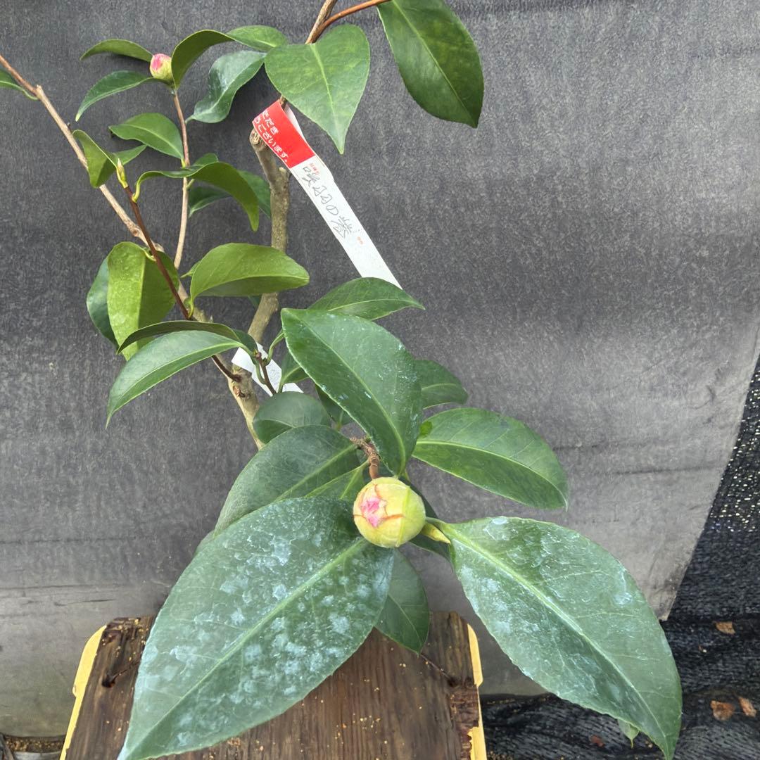 あ美　大社紫　此の糸　咲羽の誉3点セット