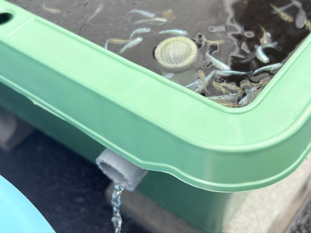 メダカ容器オーバーフロー加工トロ舟80L5個セット プラ舟 NVボックス メダカ