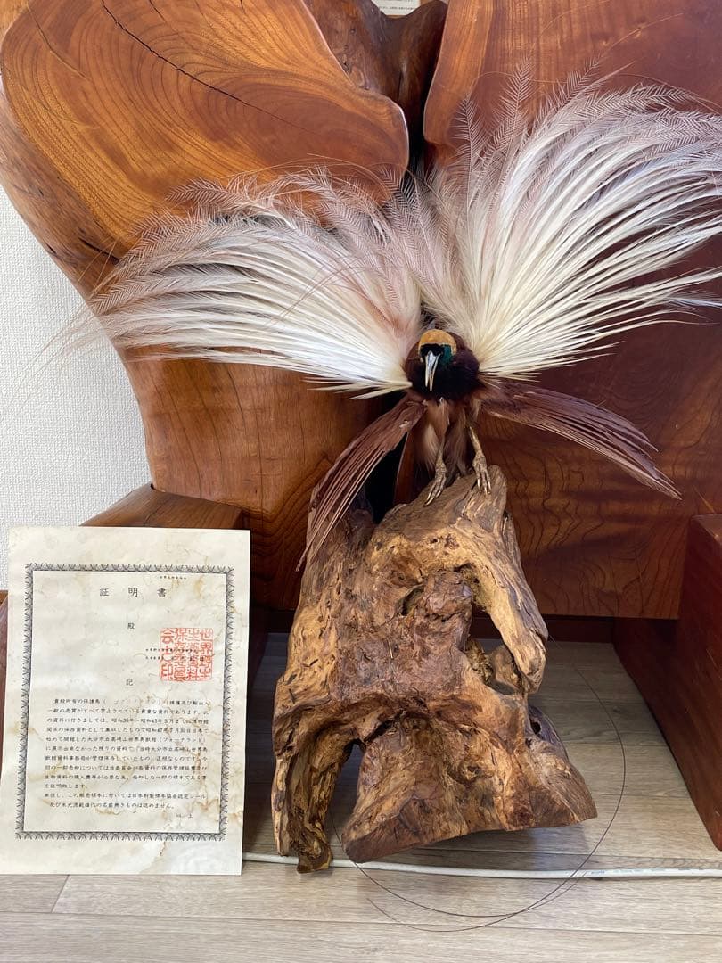 世界鳥獸館（フォーナランド）鳥　剥製　極楽鳥　ゴクラクチョウ　証明書付き