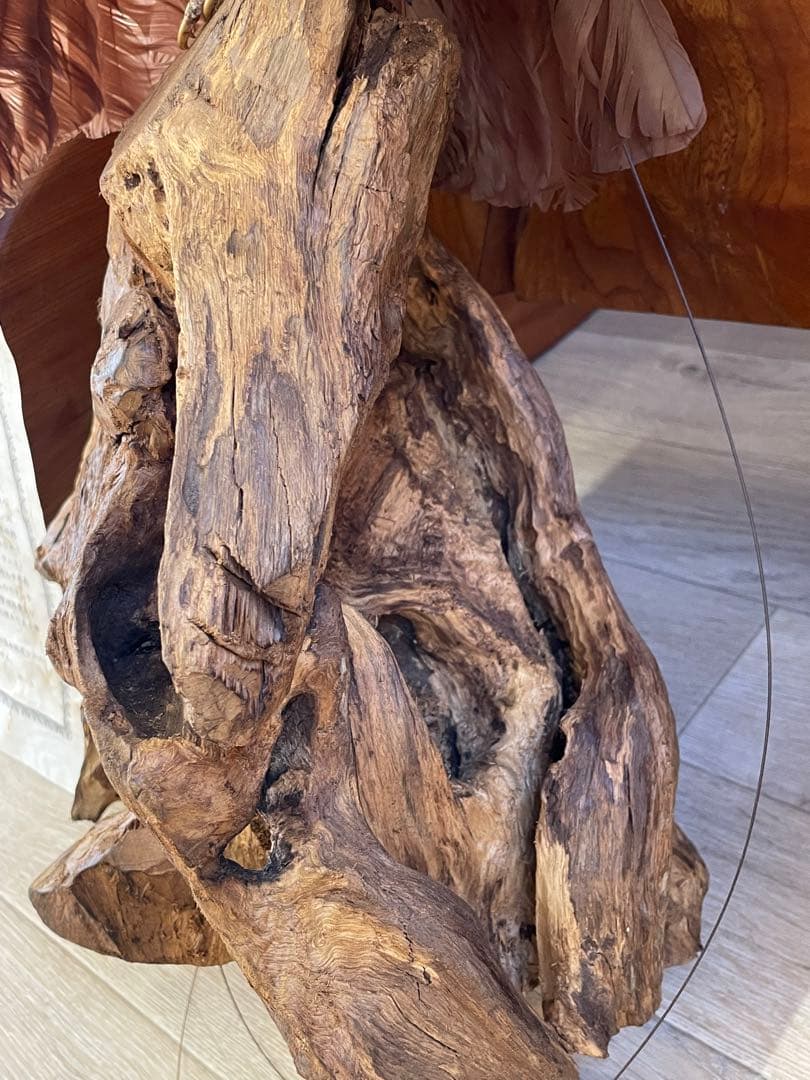 世界鳥獸館（フォーナランド）鳥　剥製　極楽鳥　ゴクラクチョウ　証明書付き