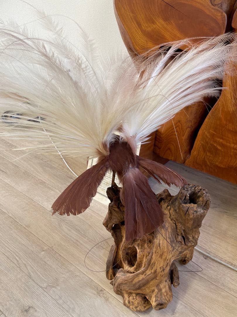 世界鳥獸館（フォーナランド）鳥　剥製　極楽鳥　ゴクラクチョウ　証明書付き